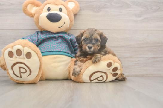 Best Shih Poo Baby