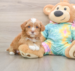 5 week old Shih Poo Puppy For Sale - Lone Star Pups