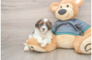 Best Shih Poo Baby
