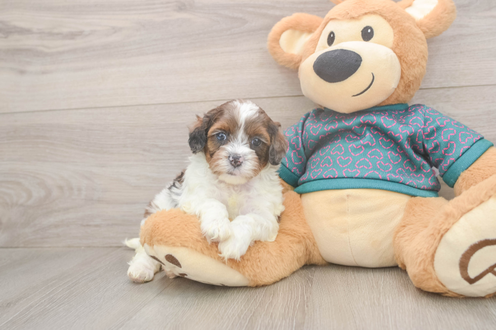 Best Shih Poo Baby