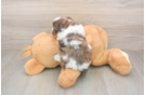 Small Shih Poo Baby