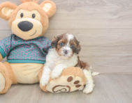 5 week old Shih Poo Puppy For Sale - Lone Star Pups