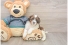 Fluffy Shih Poo Poodle Mix Pup