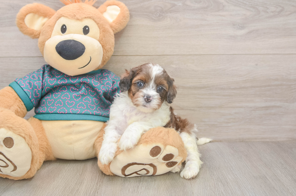 5 week old Shih Poo Puppy For Sale - Lone Star Pups