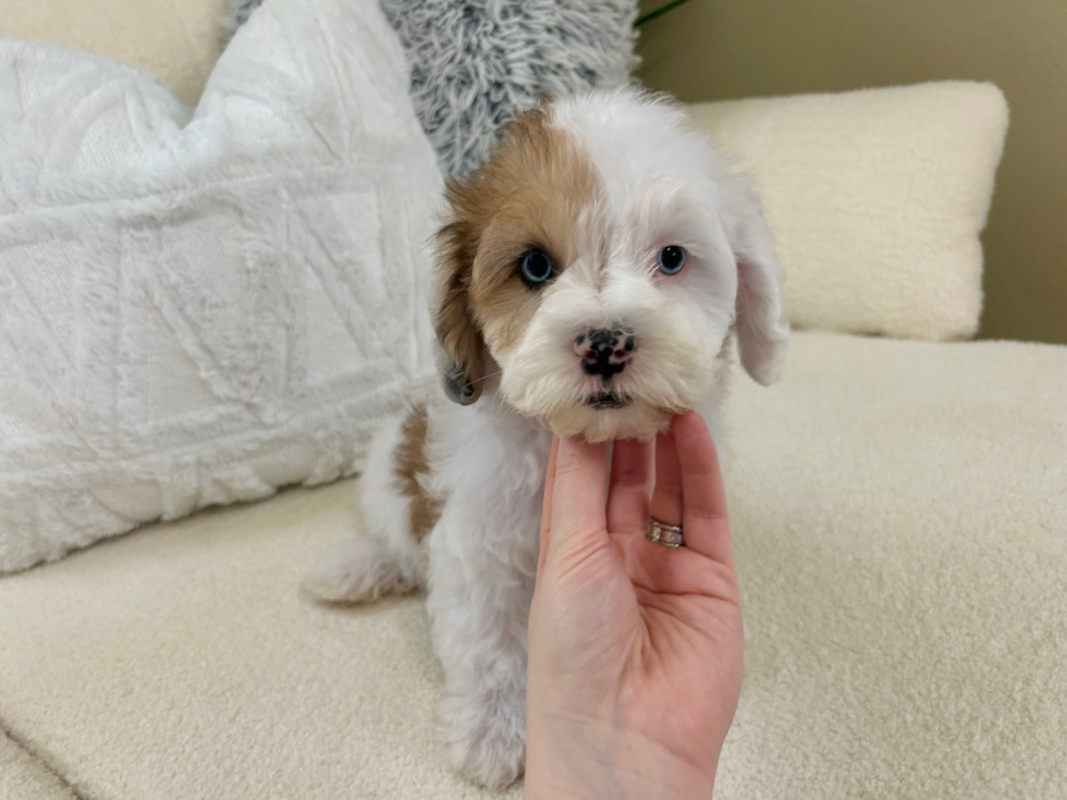 Cute Shih Poo Poodle Mix Puppy