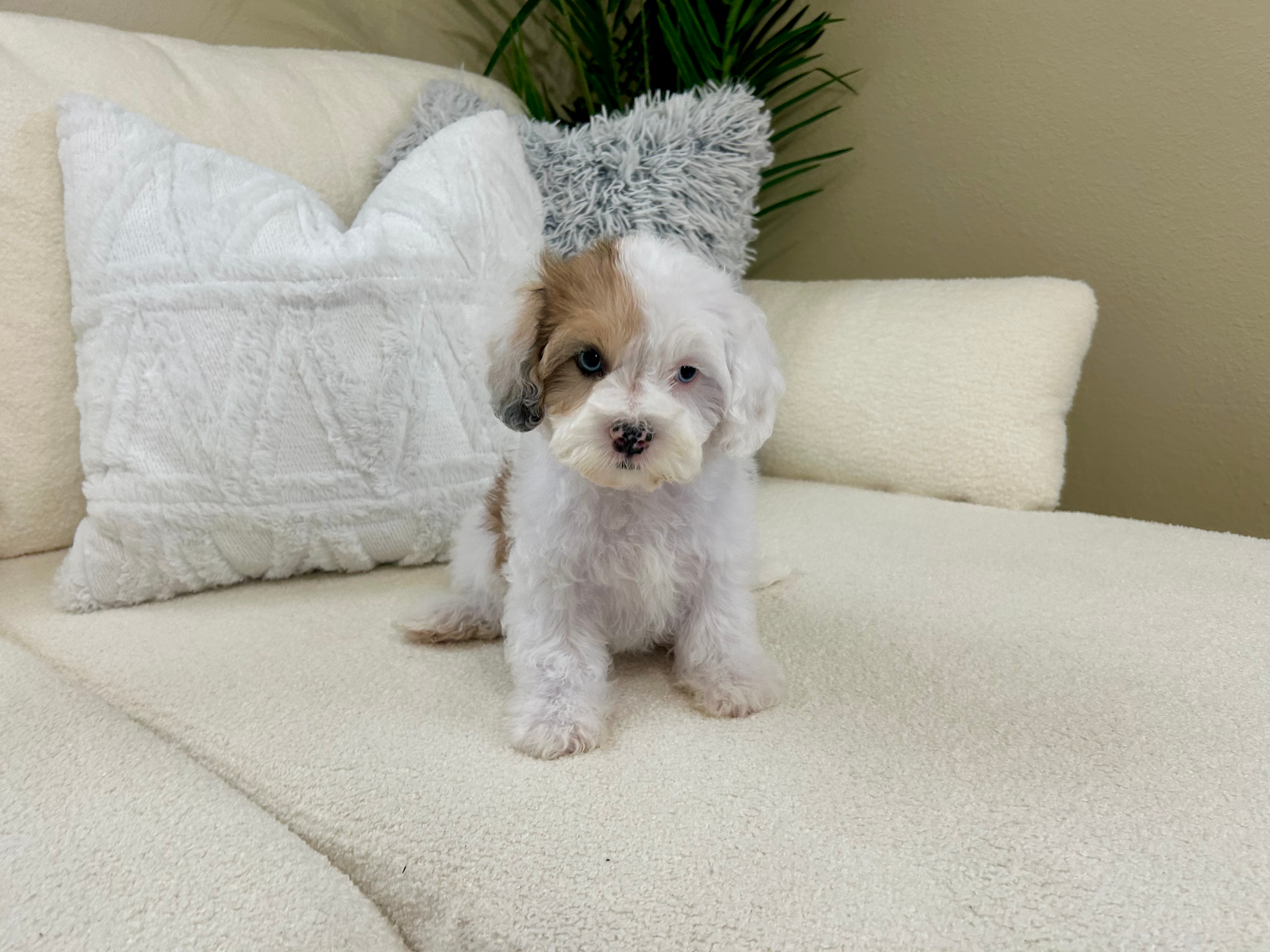 Shih Poo Puppy for Adoption