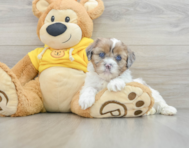 9 week old Shih Poo Puppy For Sale - Lone Star Pups