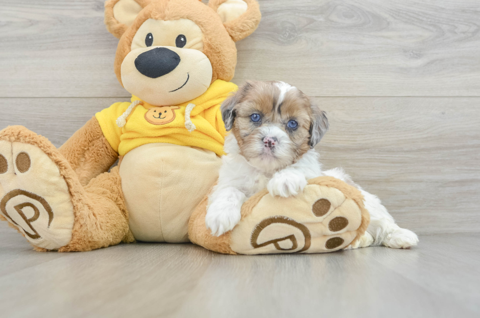 6 week old Shih Poo Puppy For Sale - Lone Star Pups