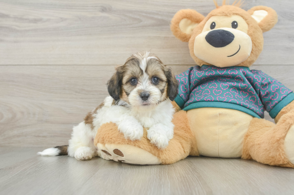 5 week old Shih Poo Puppy For Sale - Lone Star Pups