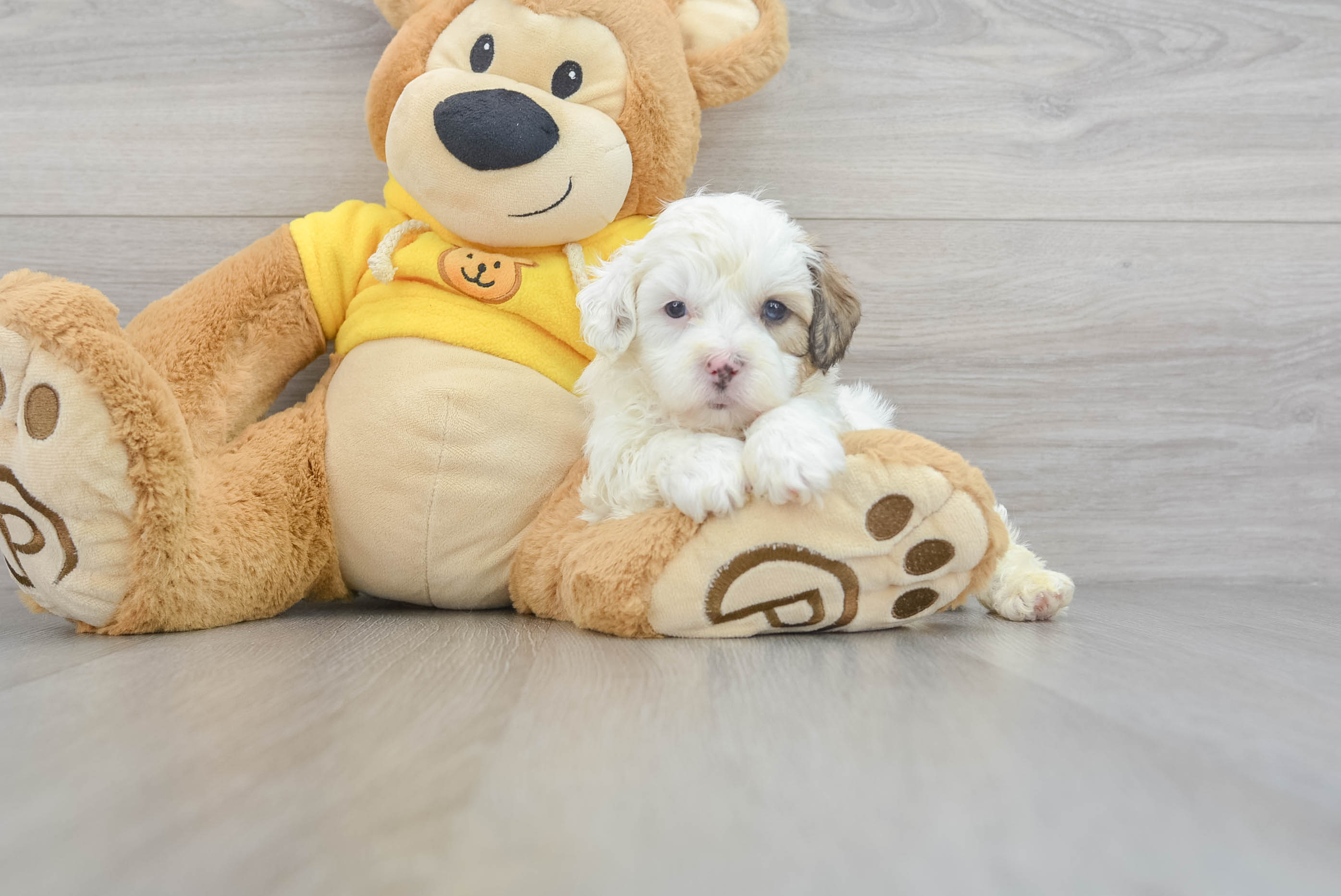 Fluffy Shih Poo Poodle Mix Pup