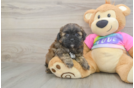 Shih Poo Pup Being Cute