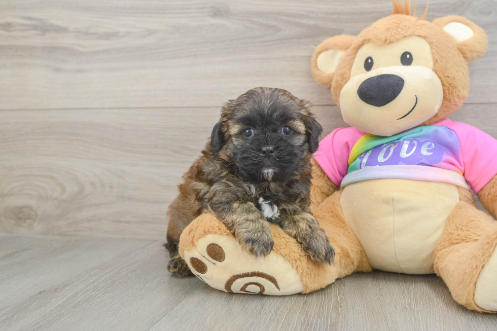 Shih Poo Pup Being Cute