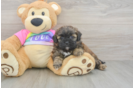 Shih Poo Puppy for Adoption