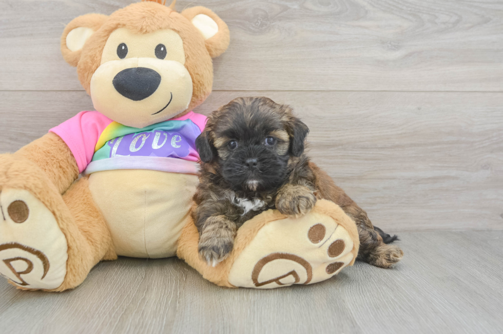 5 week old Shih Poo Puppy For Sale - Lone Star Pups