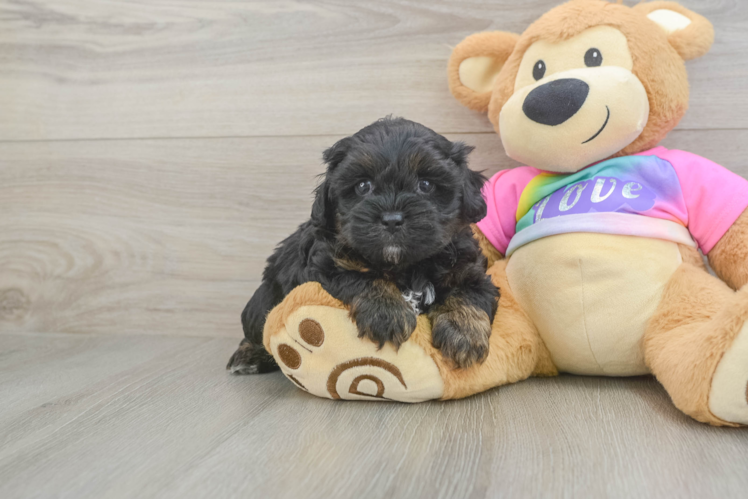 Shih Poo Puppy for Adoption