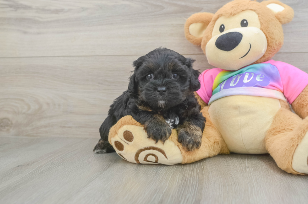 5 week old Shih Poo Puppy For Sale - Lone Star Pups