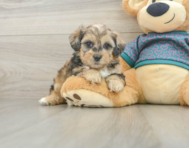 6 week old Shih Poo Puppy For Sale - Lone Star Pups