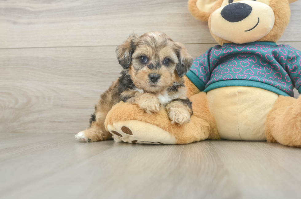 5 week old Shih Poo Puppy For Sale - Lone Star Pups