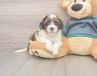 5 week old Shih Poo Puppy For Sale - Lone Star Pups