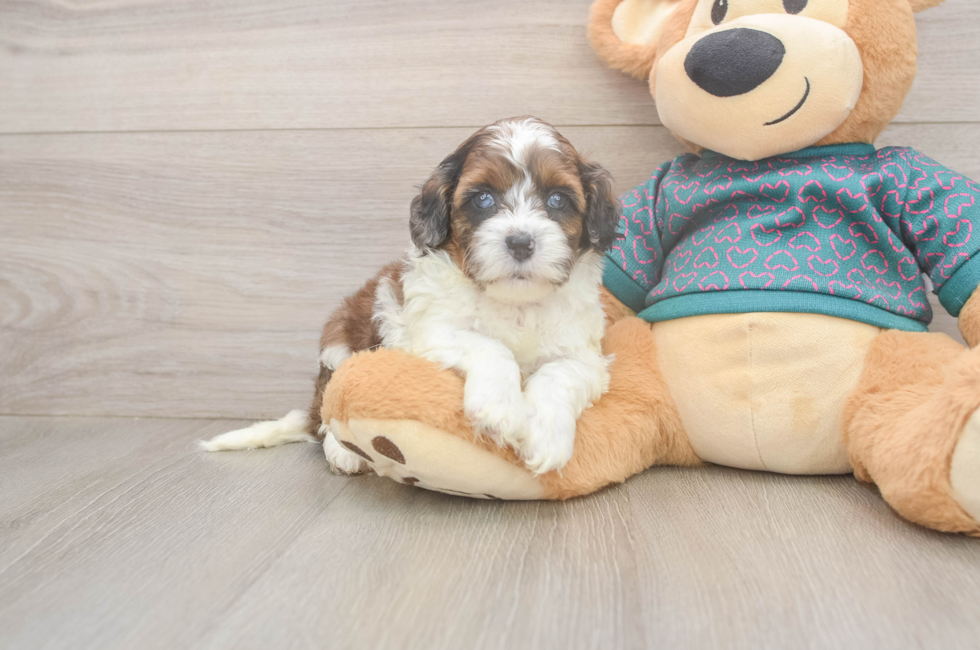 5 week old Shih Poo Puppy For Sale - Lone Star Pups