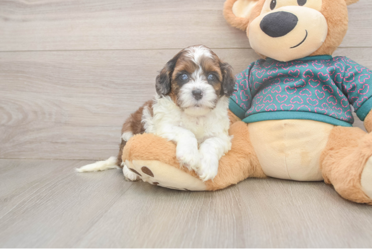 Meet Churchill - our Shih Poo Puppy Photo  1/3 - Lone Star Pups Happy Shih Poo Baby