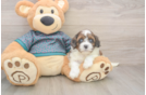Shih Poo Pup Being Cute