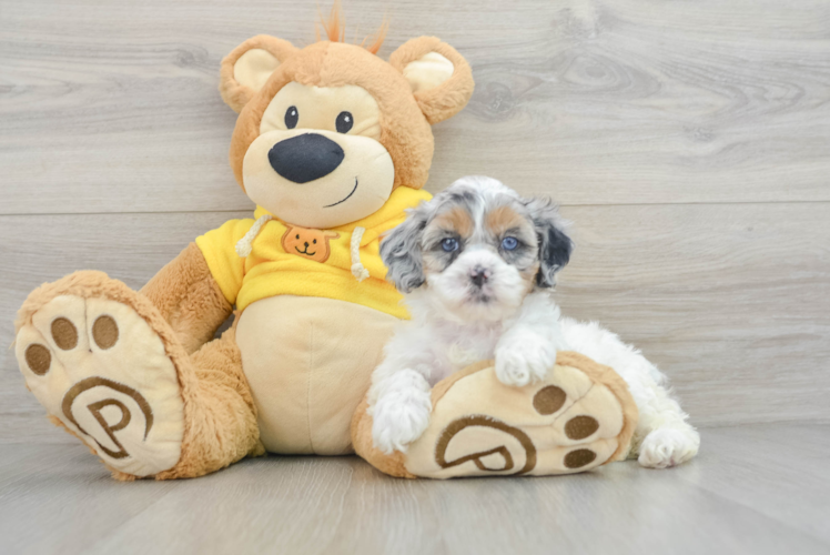 Shih Poo Puppy for Adoption