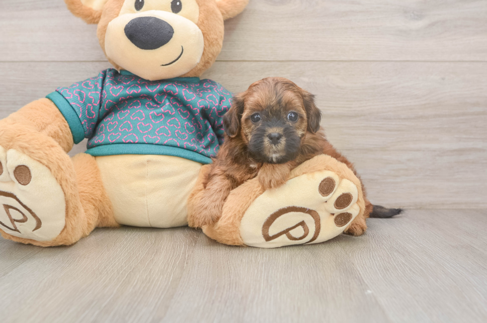 5 week old Shih Poo Puppy For Sale - Lone Star Pups