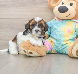 6 week old Shih Poo Puppy For Sale - Lone Star Pups