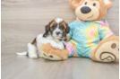 Shih Poo Puppy for Adoption