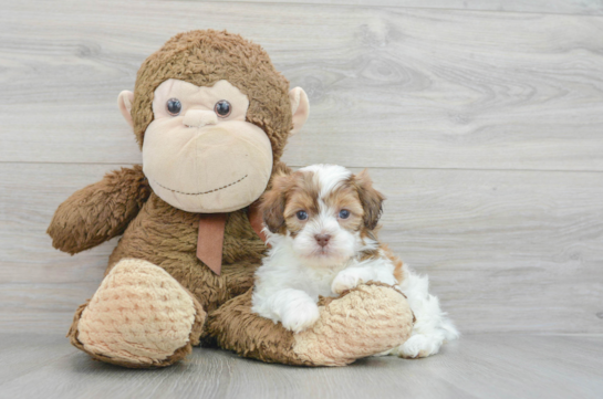 Best Shih Poo Baby