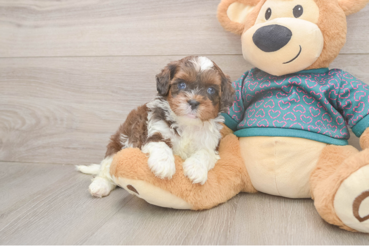 Funny Shih Poo Poodle Mix Pup