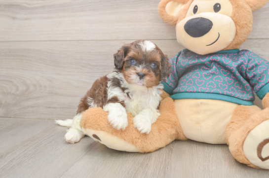 Funny Shih Poo Poodle Mix Pup