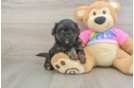 Energetic Shihpoo Poodle Mix Puppy