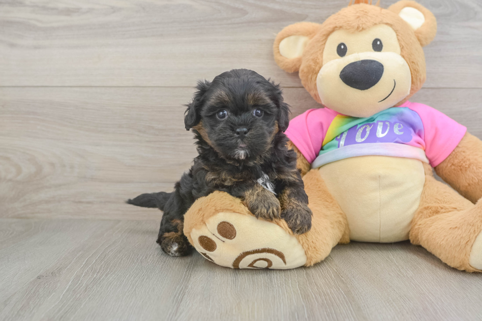 Energetic Shihpoo Poodle Mix Puppy