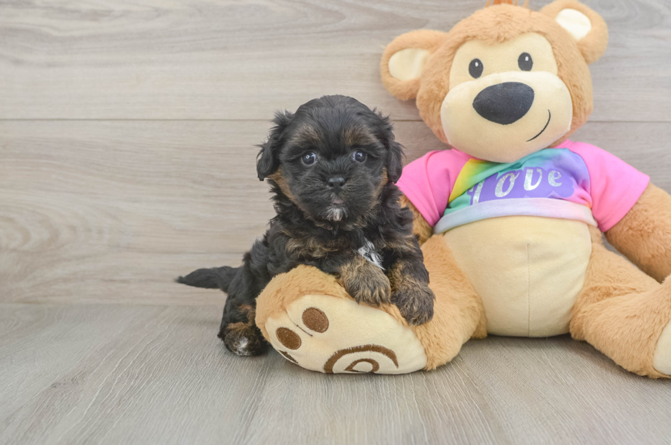 5 week old Shih Poo Puppy For Sale - Lone Star Pups