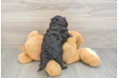 Funny Shih Poo Poodle Mix Pup
