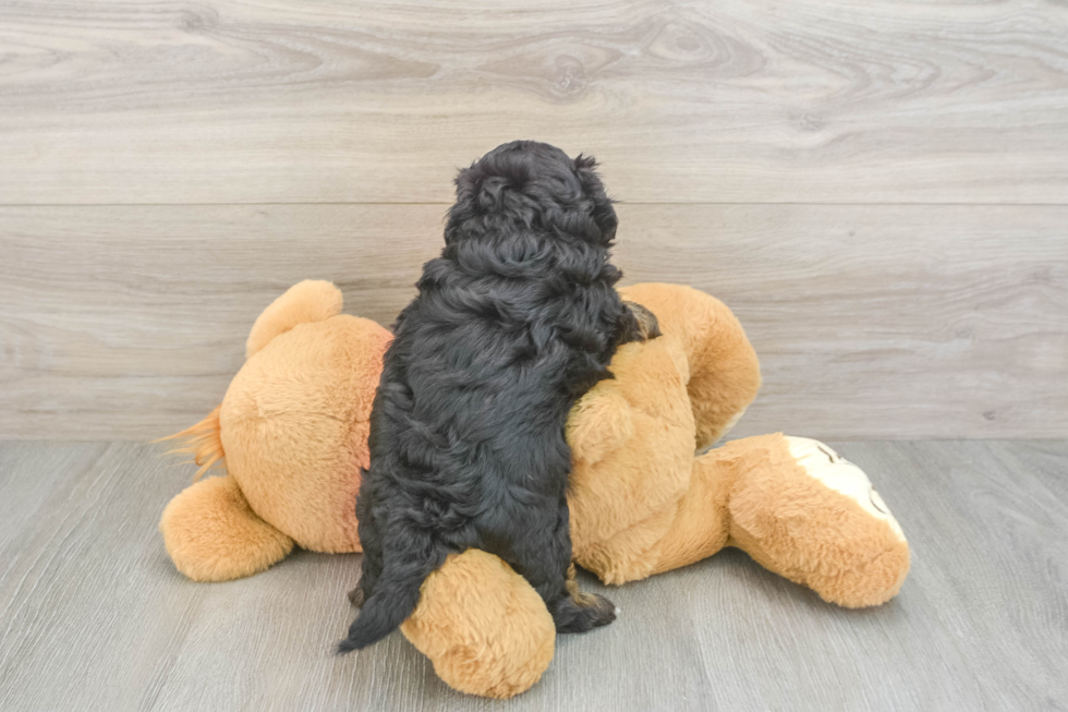 Funny Shih Poo Poodle Mix Pup