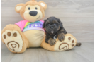 Shih Poo Pup Being Cute