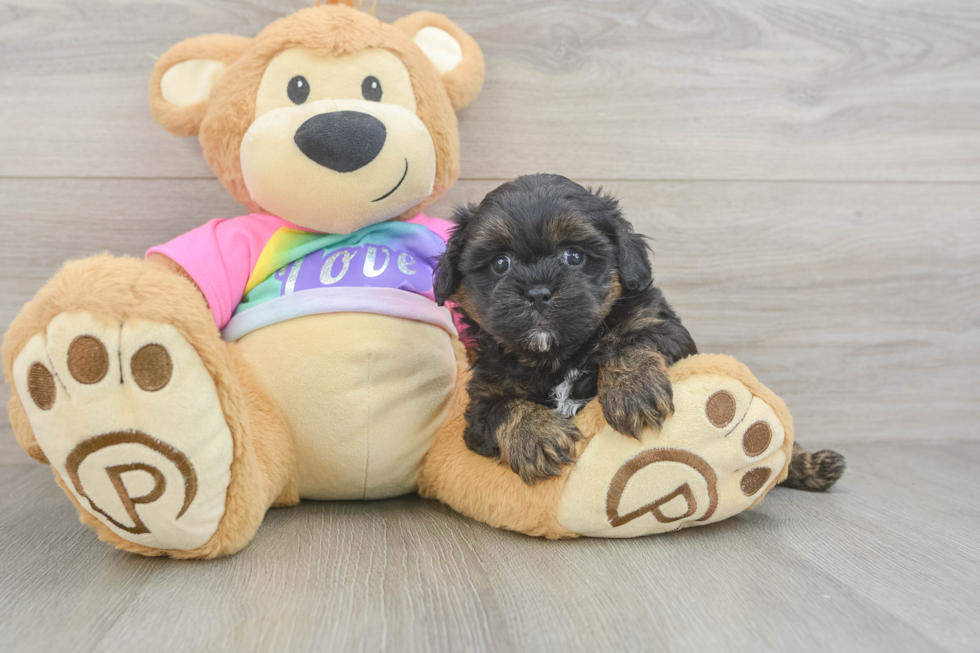 Shih Poo Pup Being Cute