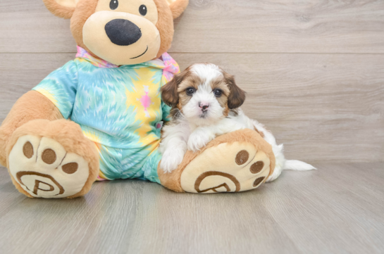 Shih Poo Puppy for Adoption