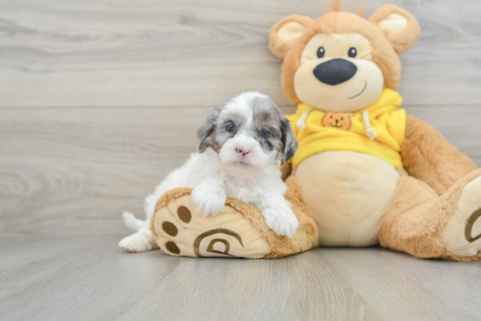 Friendly Shih Poo Baby