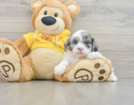 9 week old Shih Poo Puppy For Sale - Lone Star Pups