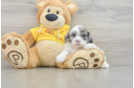 Best Shih Poo Baby