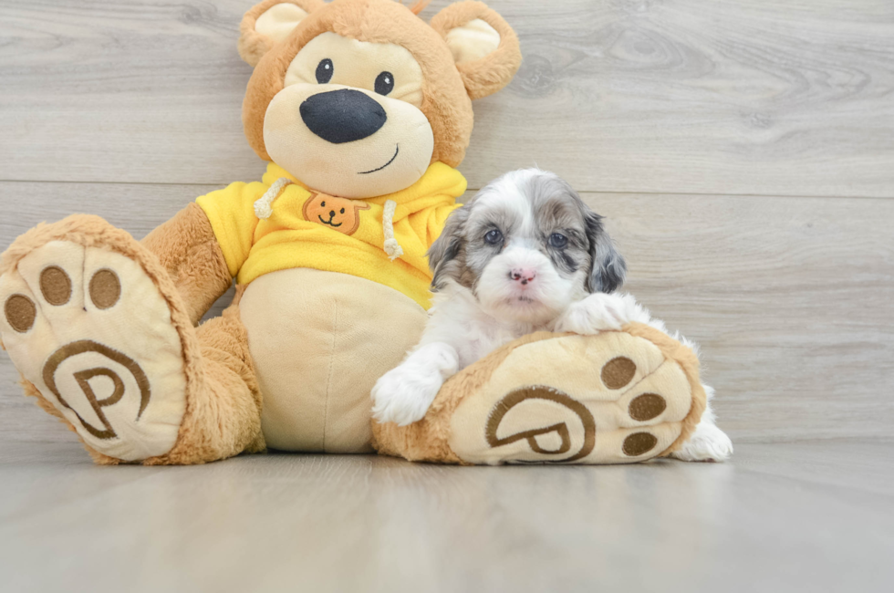 6 week old Shih Poo Puppy For Sale - Lone Star Pups