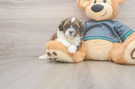 Shih Poo Puppy for Adoption