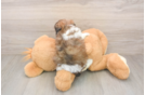 Petite Shih Poo Poodle Mix Pup