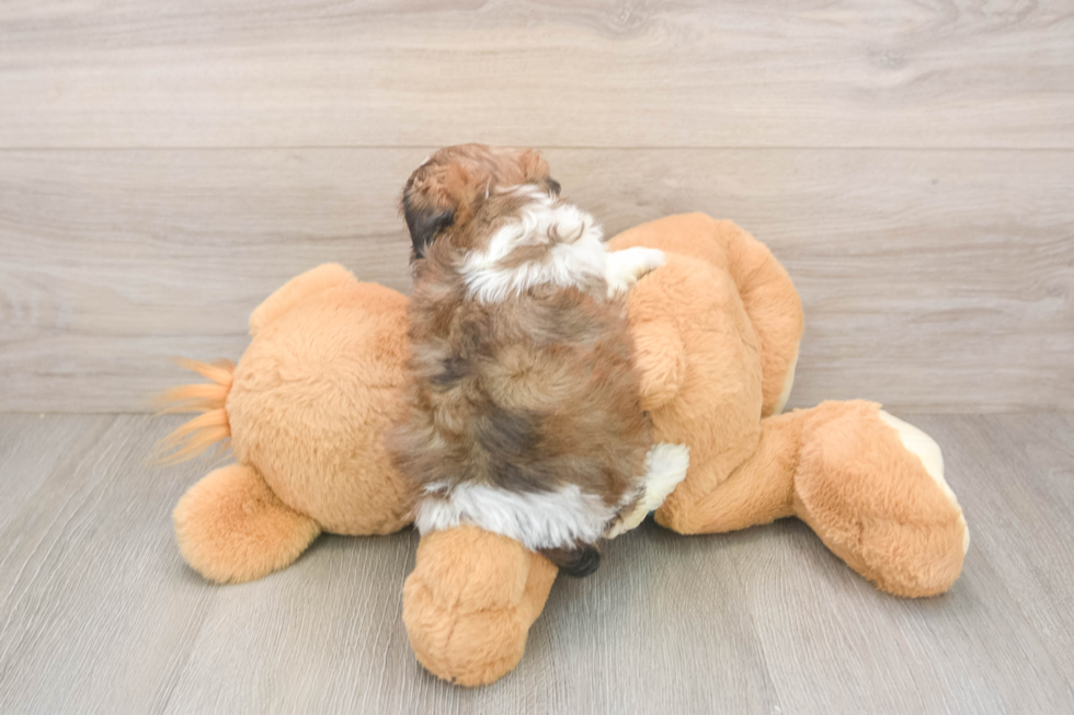 Petite Shih Poo Poodle Mix Pup
