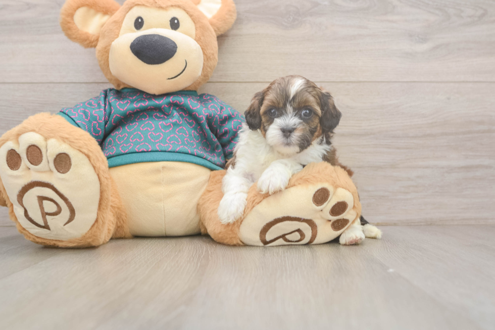 Smart Shih Poo Poodle Mix Pup