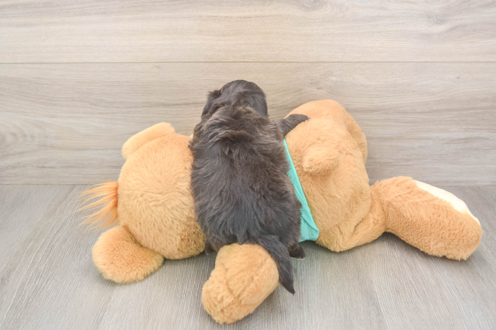 Playful Shih Poo Poodle Mix Puppy